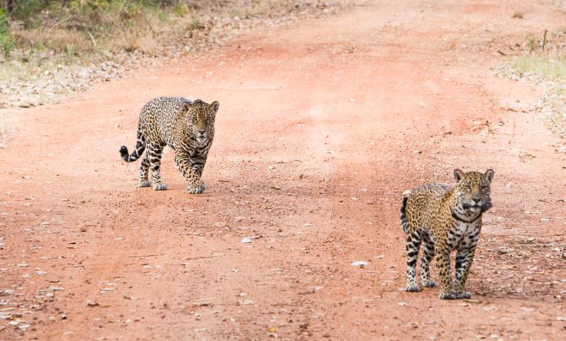 visitar o pantanal com crianças