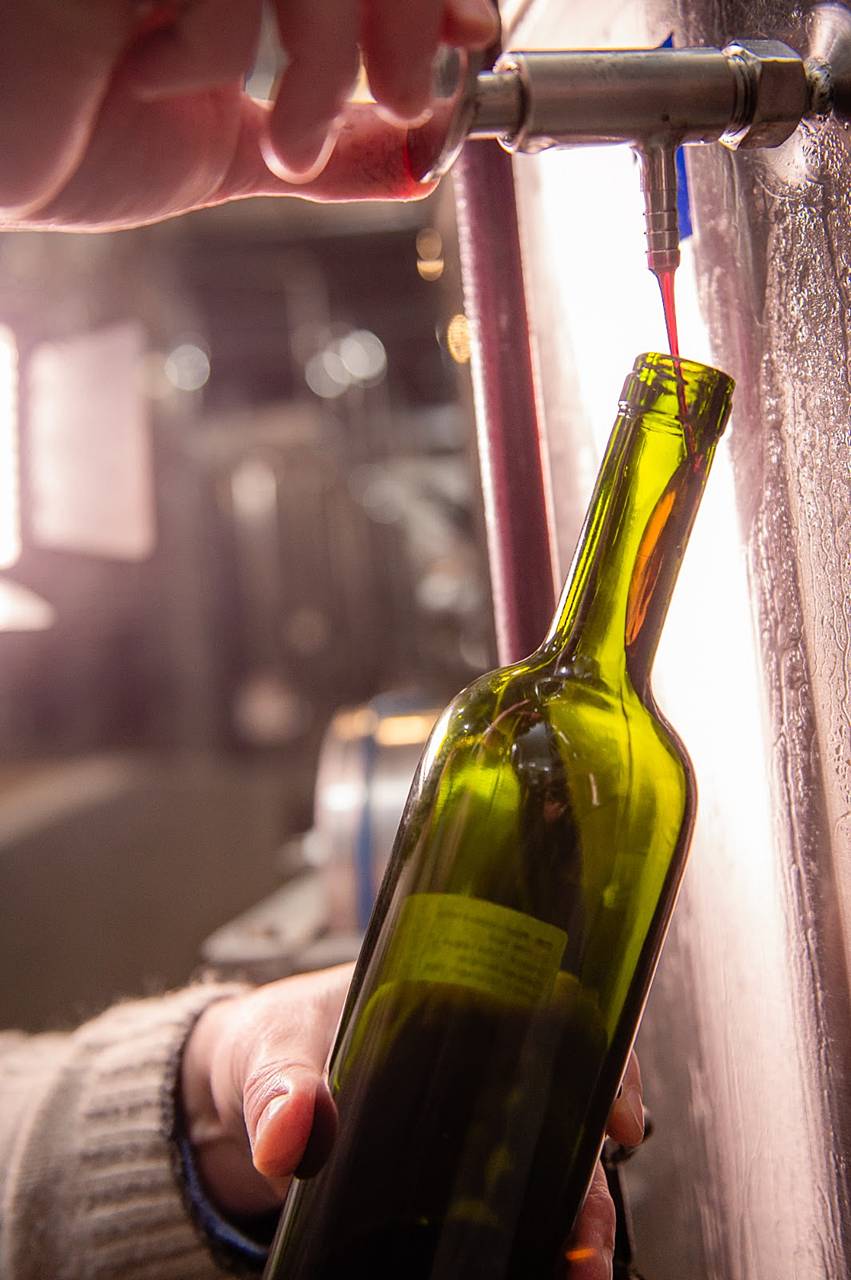 coleta de vinho para avaliação